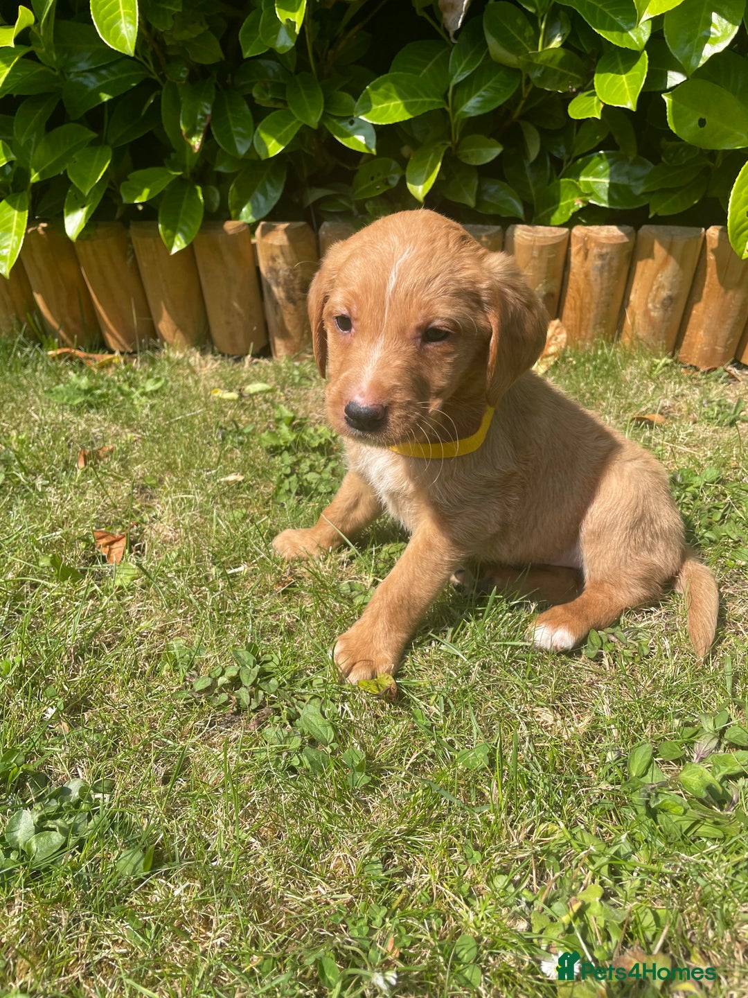Labrador Retriever dogs for sale: Beautiful fox red lab puppies in Cambridge - Image 4