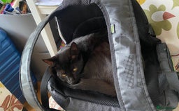 Domestic Shorthair cats for sale: 3 4 month old kittens available for pickup ASAP - Image 9