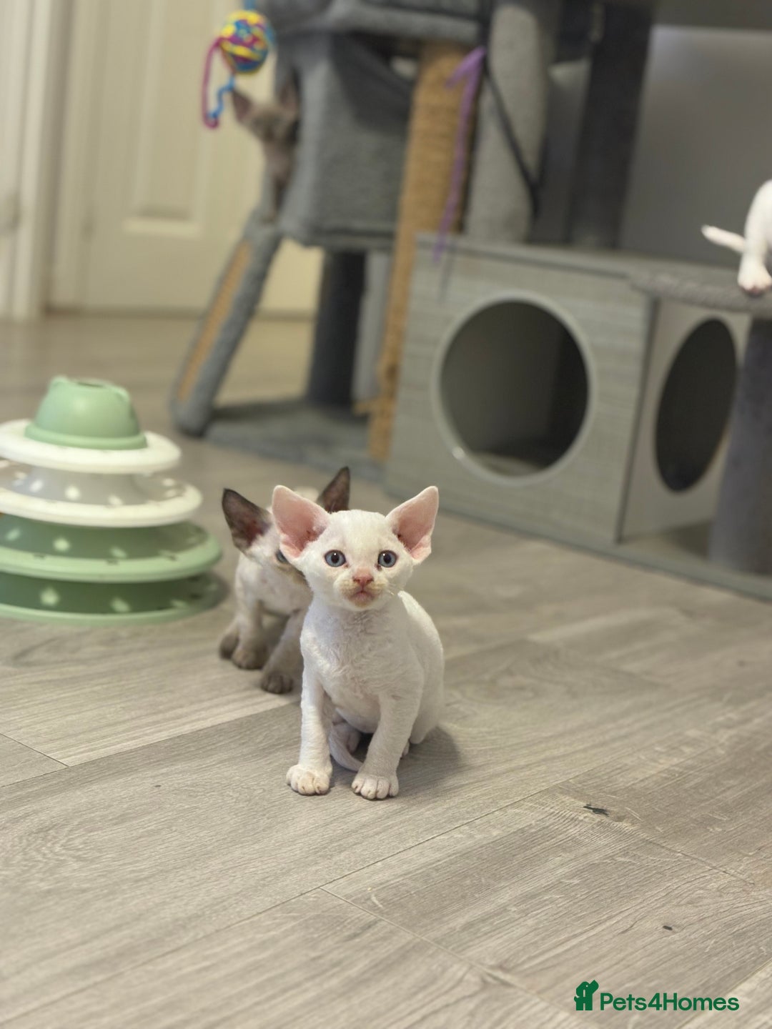 Devon Rex cats for sale: ❤️2 male Devon rex available 😻 - Image 14