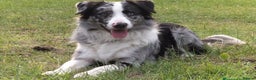 Border Collie dogs for sale: Family Raised Border Collie Pups  - Advert 25