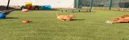 Poochon dogs for sale: Gorgeous Poochon boys ready now - Advert 6