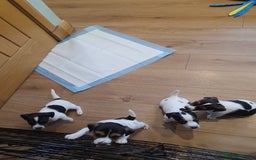 Jack Russell dogs for sale: Stunning Jack Russell Puppies  - Image 6