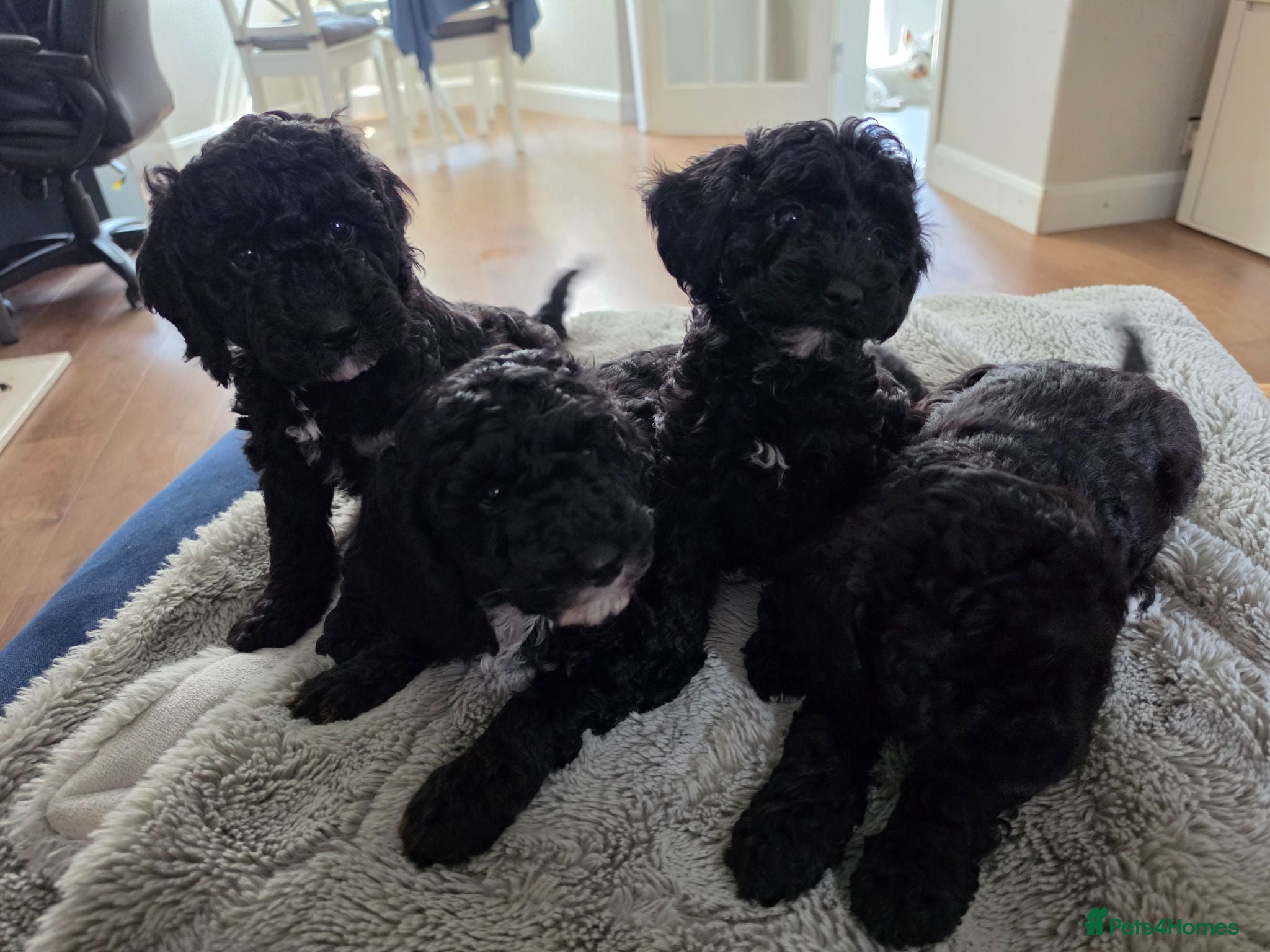 Miniature Poodle dogs Miniature poodle first litter  - Advert 2