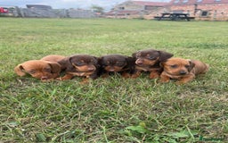 Miniature Dachshund dogs for sale: Adorable miniature dachshund puppies 💞💙 - Image 1