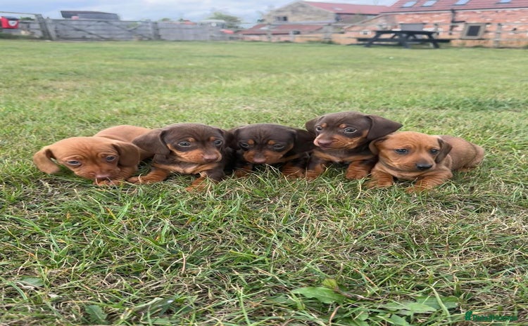 Miniature Dachshund dogs - Advert 5