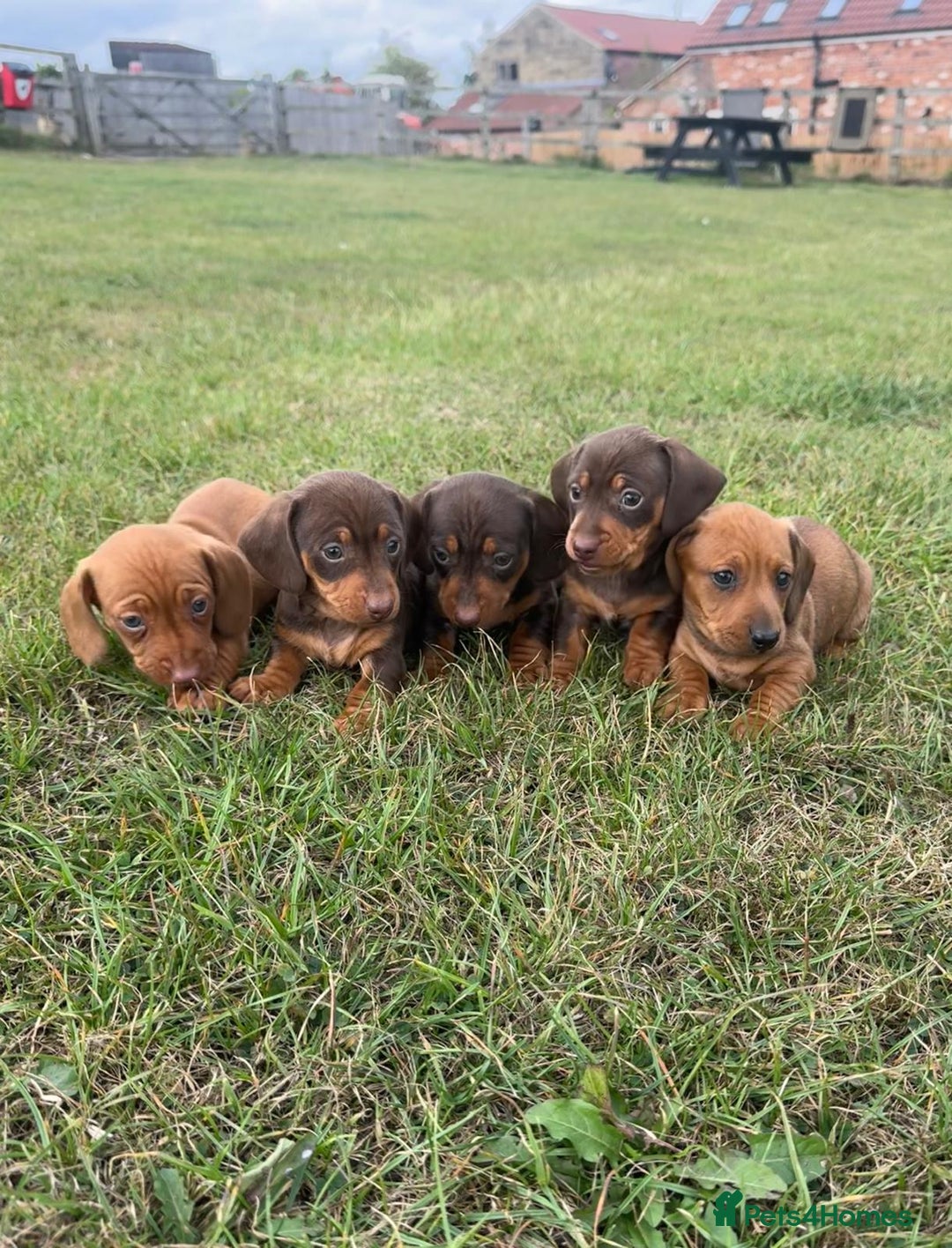Miniature Dachshund dogs for sale: Adorable miniature dachshund puppies 💞💙 - Image 1