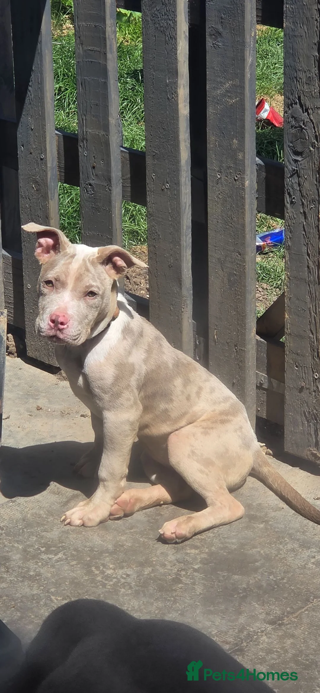 Mixed Breed dogs for sale: Coco 14 weeks old shar pei X bully - Advert 1