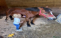 Welsh Section A horses for sale: 12hh section a gelding bombproof - Image 4