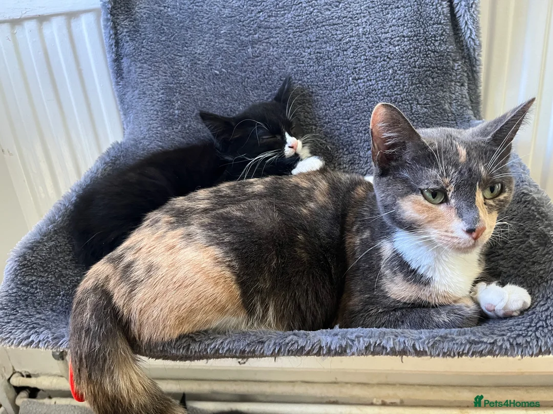 Mixed Breed cats for sale: Kittens  - Advert 1