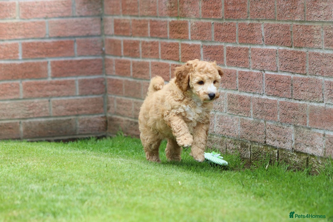 Cockapoo dogs for sale: Beautiful F1 Cockapoo puppies for sale - Image 7