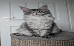 Maine Coon cats for sale:  LAST Black Smoke Maine coon girl available  - Image 12