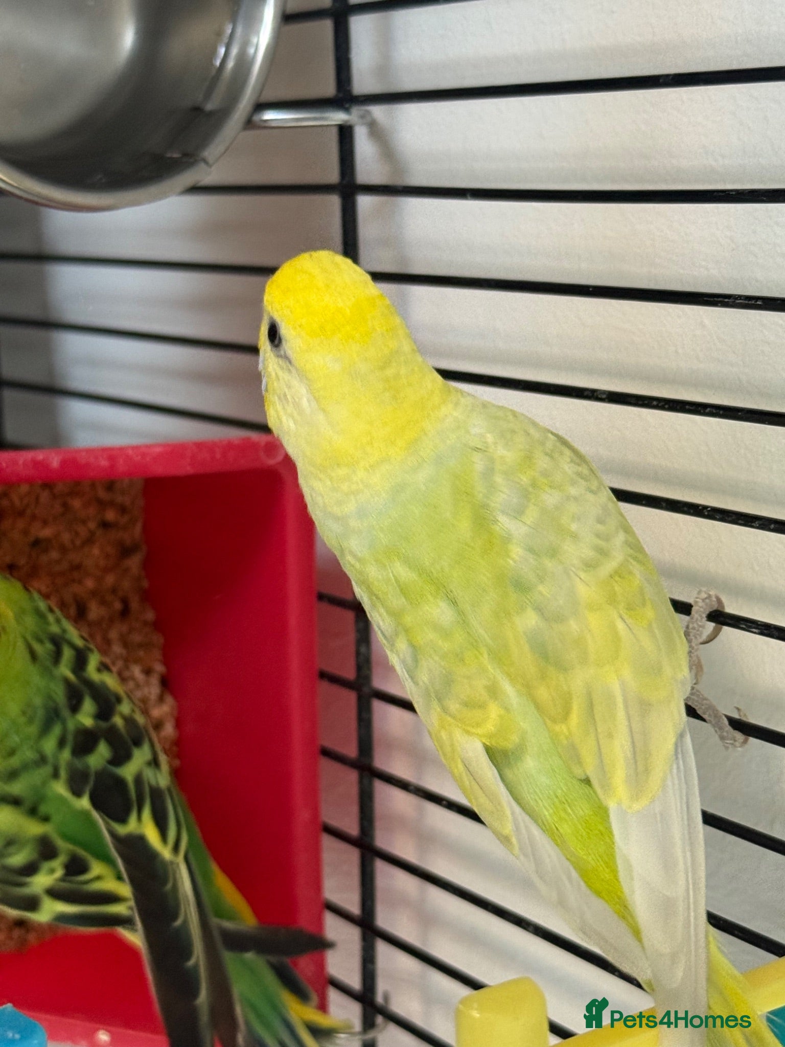 Budgerigars birds     Budgies & Quail Chicks + Cage - Advert 2