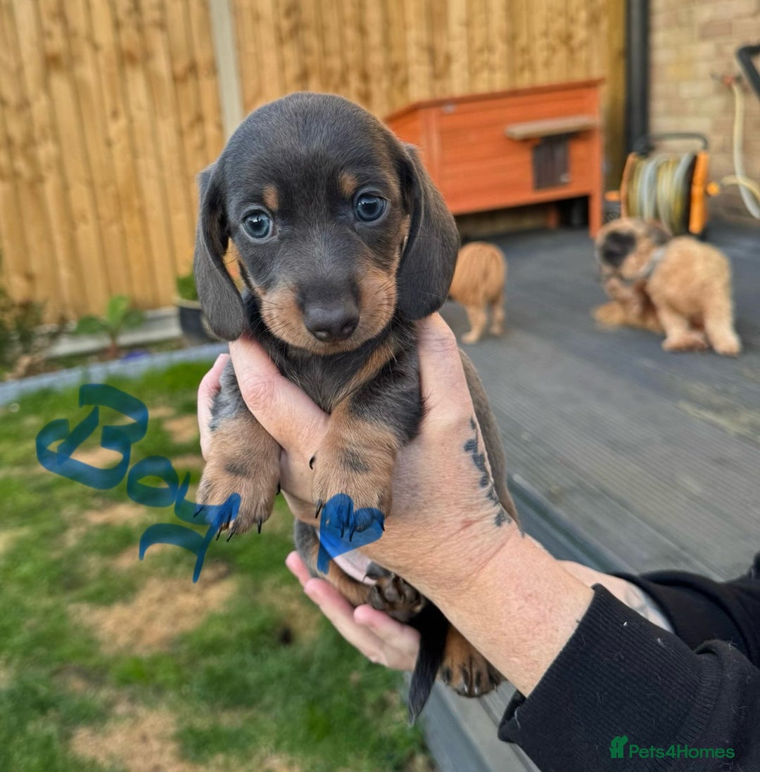 Miniature Dachshund dogs for sale: Miniature Dachshunds KC - Image 7