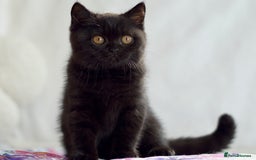 British Shorthair cats for sale: Beautiful BSH kittens 😻 - Image 7