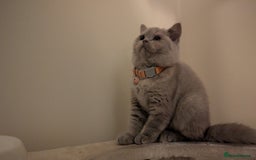 British Shorthair cats for sale: 2 BSH female kittens  - Image 5