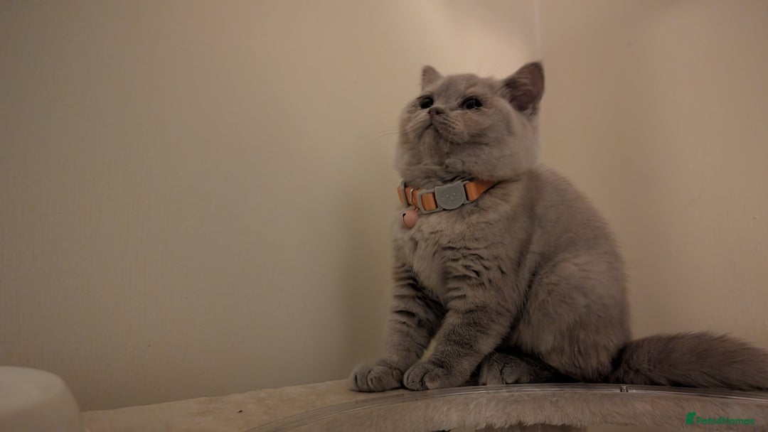 British Shorthair cats for sale: 2 BSH female kittens  - Image 5