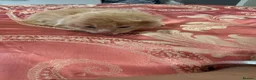 Maine Coon cats for sale: 3 gorgeous Maine coon kittens for sale - Advert 14