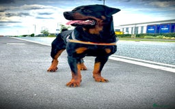 Rottweiler dogs for sale: Beautiful Rottweiler FREE - Advert 6