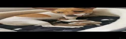 Jack Russell dogs for sale: 3x beautiful miniature Jack Russell Terriers - Advert 3