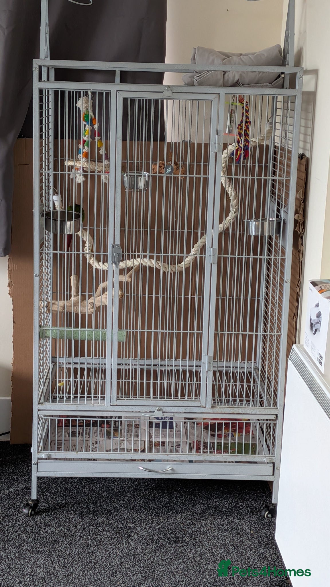 Conures birds for sale: Conure, cage and carry bag  in Birmingham - Advert 4