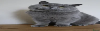 OPUS