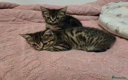 American Shorthair cats for sale: 2 adorable kittens for sale - Advert 2