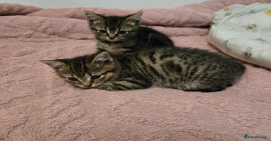 American Shorthair cats 2 adorable kittens for sale - Advert 14