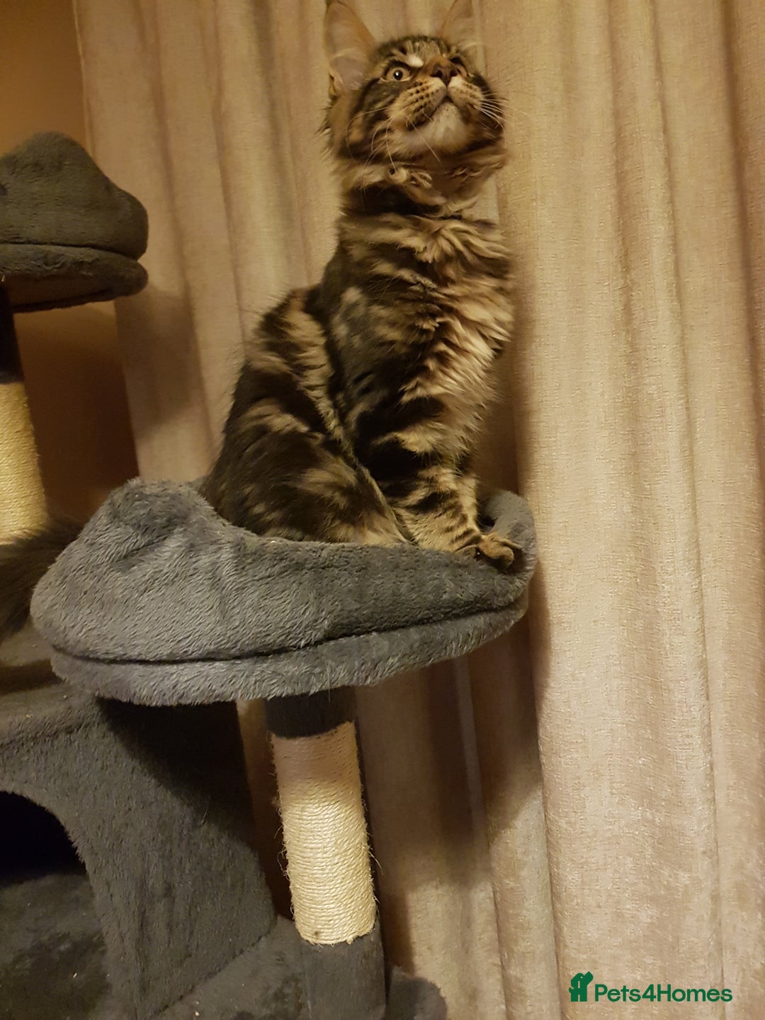 Maine Coon cats for sale: Maine coon kittens ready now  - Advert 7