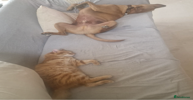 Mixed Breed cats - Advert 7