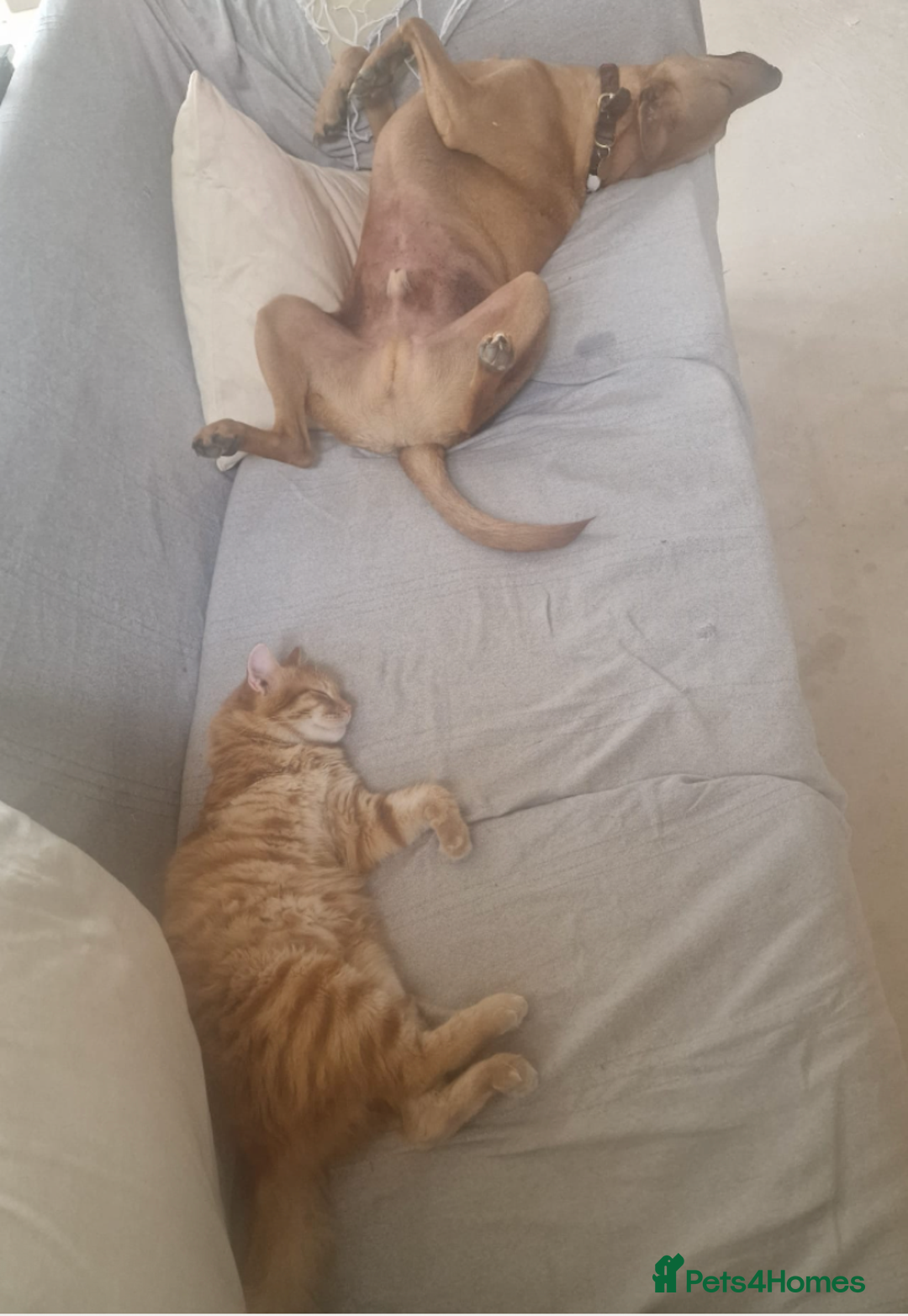 Mixed Breed cats for adoption: Sweet, gentle Kip is looking for a home - Image 3