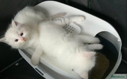 Ragdoll cats for sale: 💙🩷GCCF RAGDOLL KITTENS M&F 9WKS NEUT & SPAYED 🥇 - Image 8
