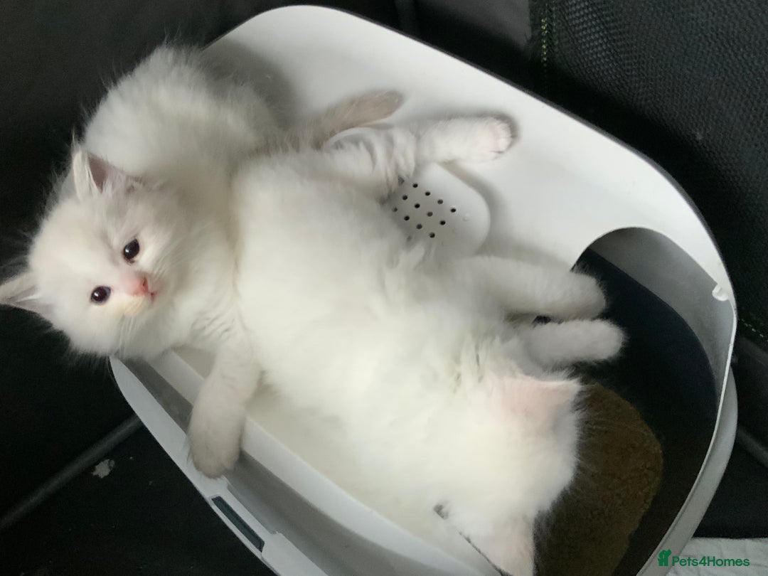 Ragdoll cats for sale: 💙🩷GCCF RAGDOLL KITTENS M&F 9WKS NEUT & SPAYED 🥇 - Image 8