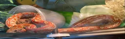 Corn Snake reptiles for sale: Corn snake and tank - Advert 3