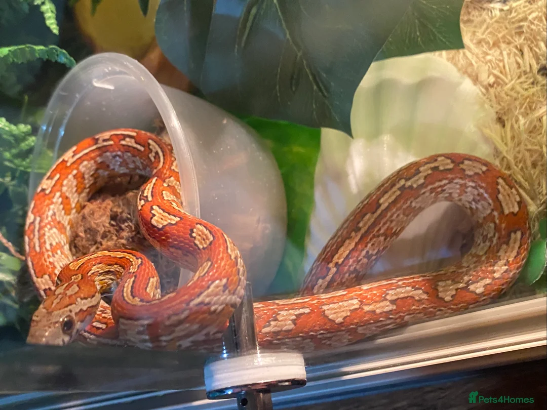 Corn Snake reptiles for sale: Corn snake and tank - Advert 3