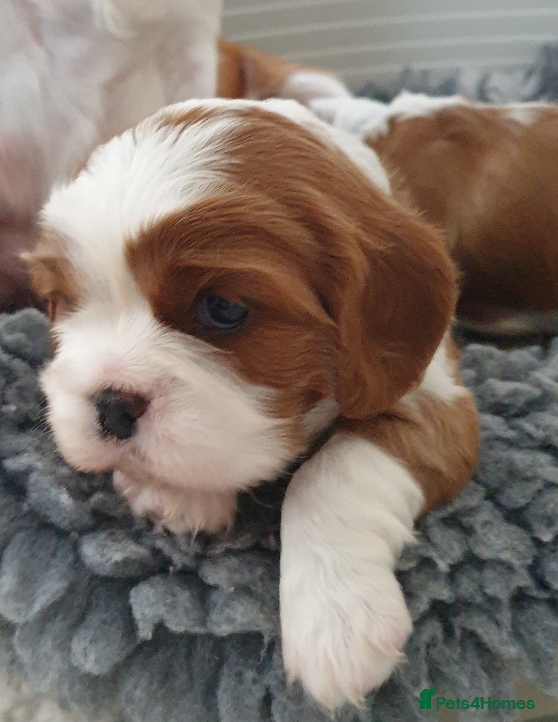 Cavalier King Charles Spaniel dogs K.C. reg. Cavalier King Charles Spanel - Advert 2
