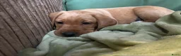 Labrador Retriever dogs for sale: Stunning Labrador puppies for sale - Advert 4