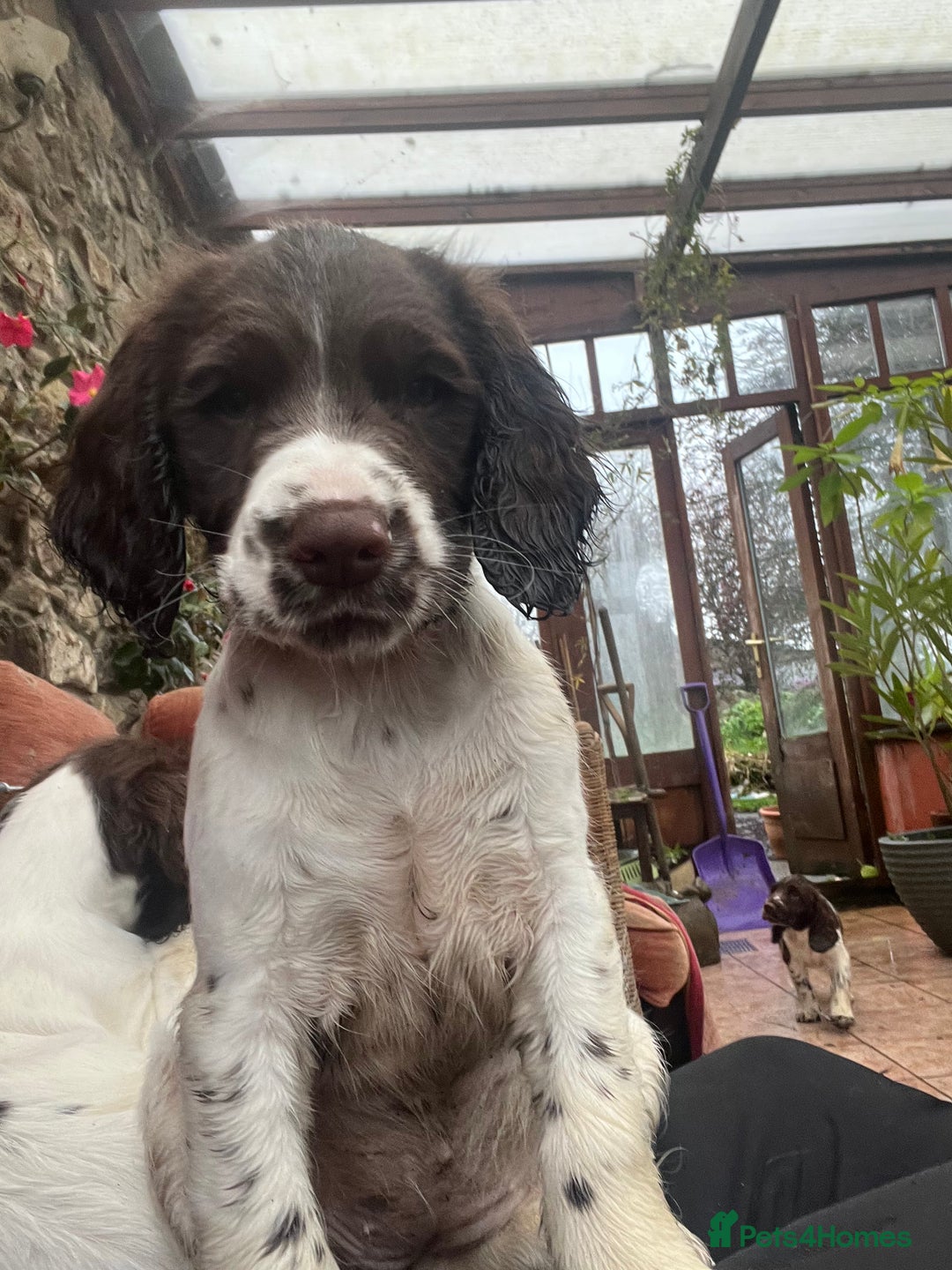 English Springer Spaniel dogs for sale: Springer spaniel puppies - Advert 26