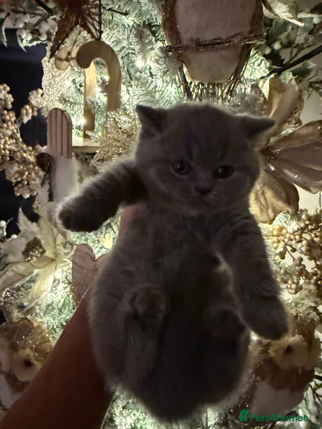 British Shorthair cats for sale: Blue British Shorthair Girl-GCCF-Stunning Baby - Advert 4