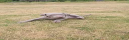 Weimaraner dogs for sale: Weimaraner puppies  - Advert 2