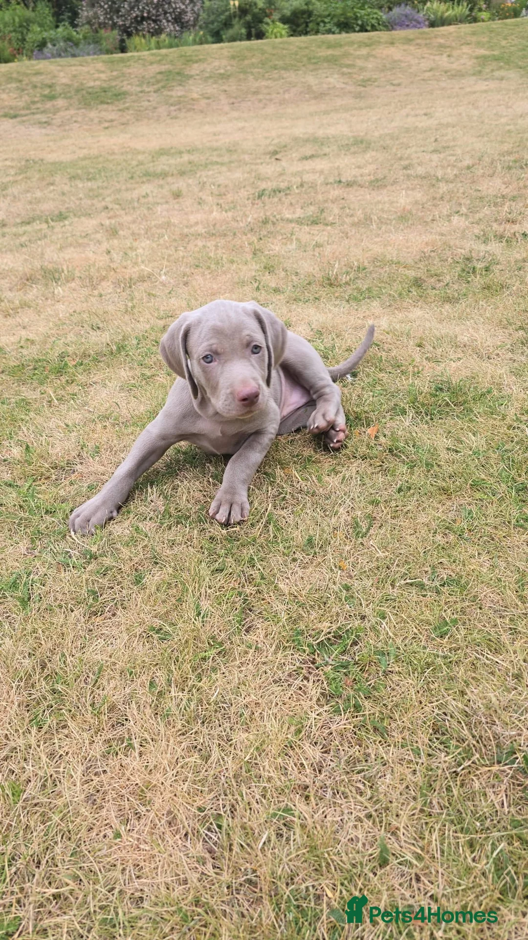 Weimaraner dogs for sale: Weimaraner puppies  - Advert 2