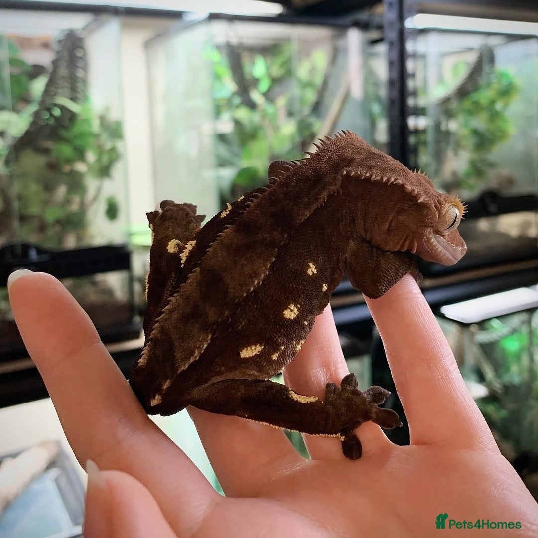 Leopard Gecko reptiles for sale: Crested Gecko + Full Setup - Image 3