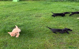 Labrador Retriever dogs for sale: Labrador retrievers  - Image 2