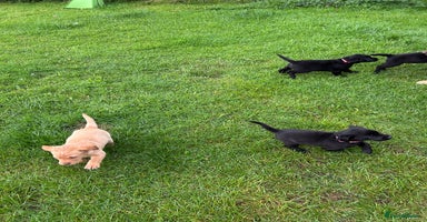 Labrador Retriever dogs - Advert 8
