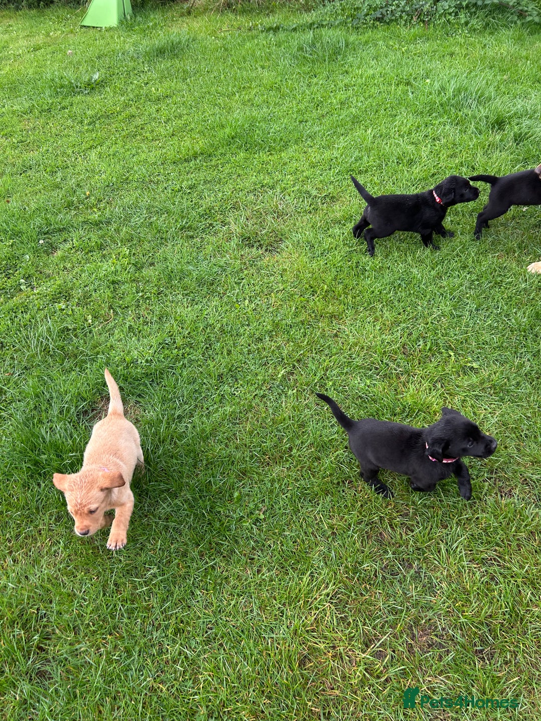 Labrador Retriever dogs for sale: Labrador retrievers  - Image 2