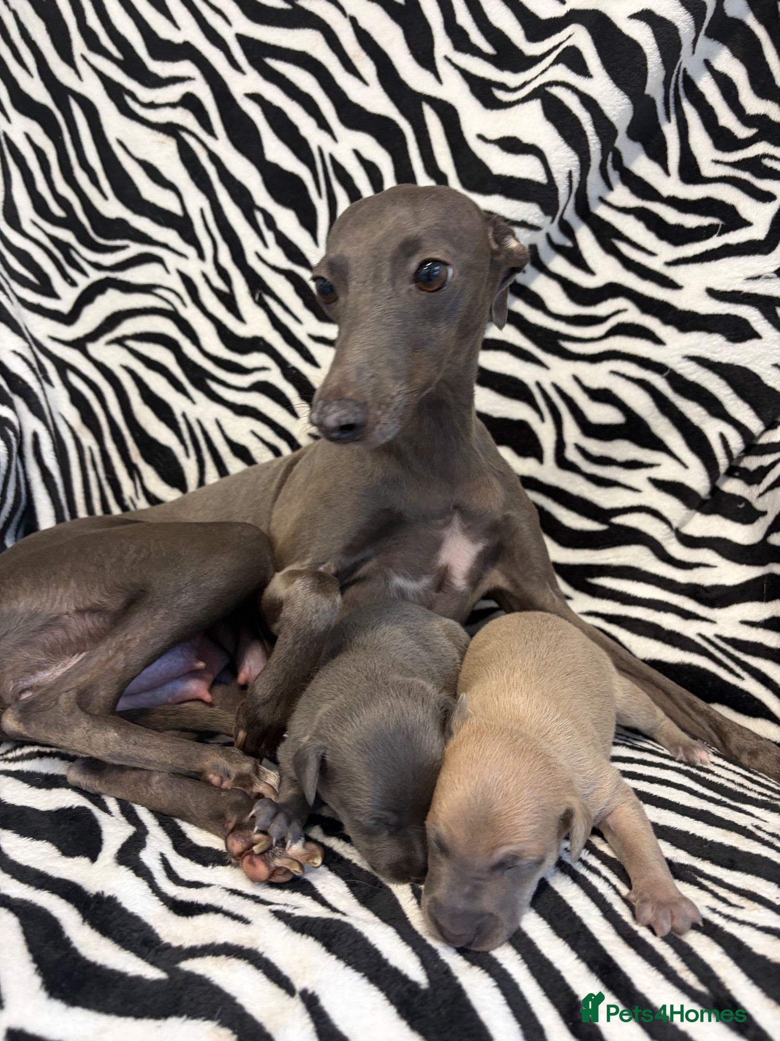 Italian Greyhound dogs Italian Greyhound Puppies 🐾 - Advert 1