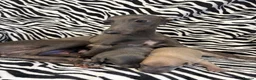 Italian Greyhound dogs for sale: Italian Greyhound Puppies 🐾 in Holywell - Advert 1
