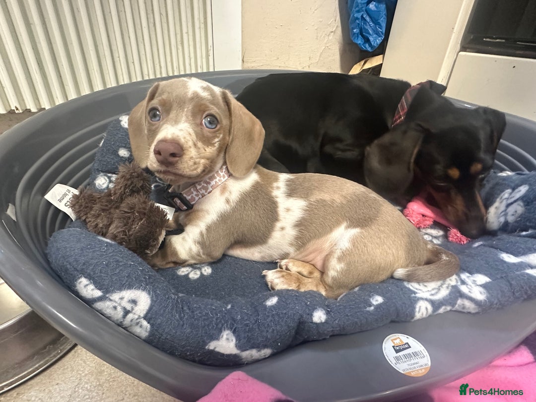 Miniature Dachshund dogs for sale: Mabel - Advert 9