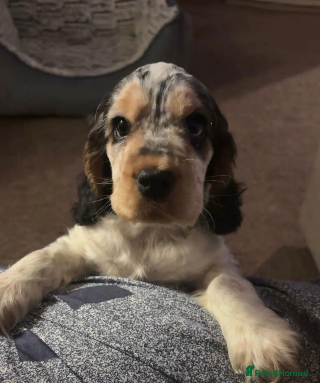 Cocker Spaniel dogs for sale: Blue Roan Sable male Cocker Spaniel (show type) - Advert 2