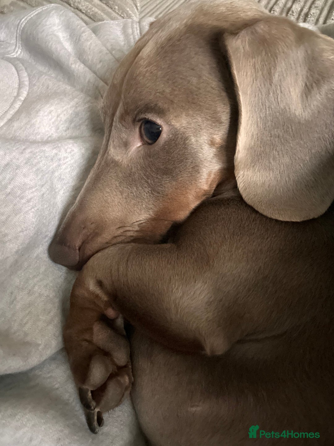 Dachshund dogs for sale: Isabella Tan Miniature Dachshund  - Advert 2