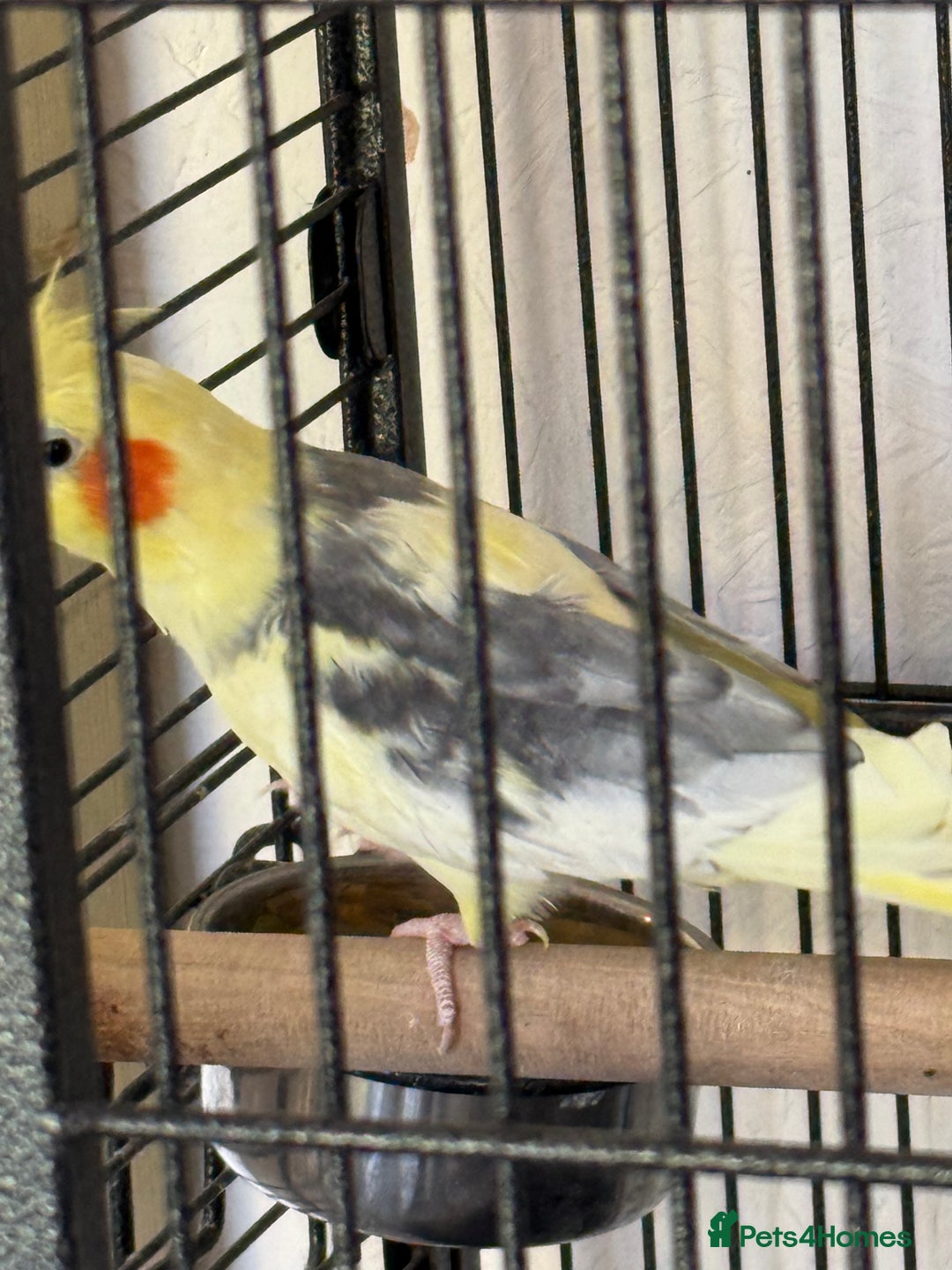 Cockatiels birds for sale: Boy cockatiel  - Image 5